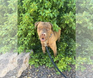 Mastador Dogs for adoption in Chandler, AZ, USA