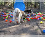 Small Photo #3 Akita Puppy For Sale in INGLIS, FL, USA
