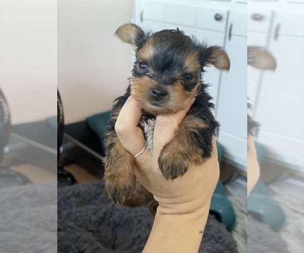Medium Photo #3 Yorkshire Terrier Puppy For Sale in OAK LAWN, IL, USA