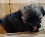 Small Photo #6 Havanese Puppy For Sale in MILTON, FL, USA