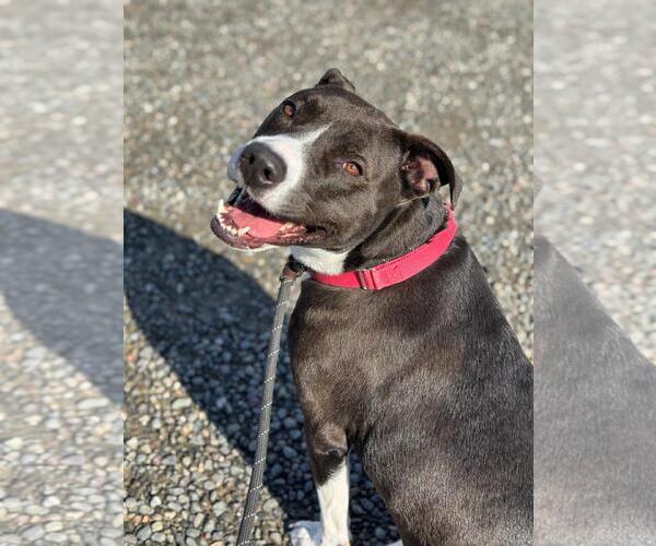 Medium Photo #3 American Pit Bull Terrier Puppy For Sale in Woodland, CA, USA