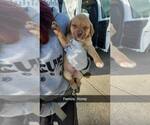 Small #1 Mutt
