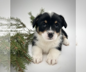 American Corgi Puppy for sale in FAIRBANK, IA, USA