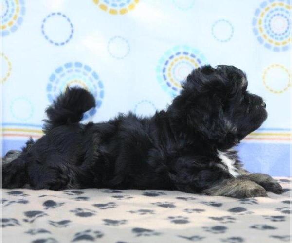 Medium Photo #3 Havanese Puppy For Sale in DANVILLE, PA, USA