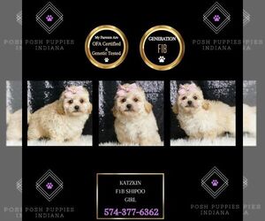 ShihPoo Puppy for Sale in WARSAW, Indiana USA