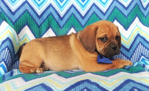 Medium Photo #5 Puggle Puppy For Sale in LANCASTER, PA, USA