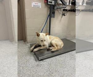 Labrador Retriever-Unknown Mix Dogs for adoption in Conroe, TX, USA