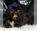 Small Photo #14 Shih Tzu Puppy For Sale in WARSAW, IN, USA