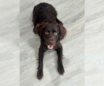 Small #4 Boykin Spaniel