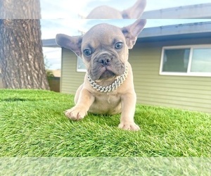 French Bulldog Puppy for sale in RIVERSIDE, CA, USA