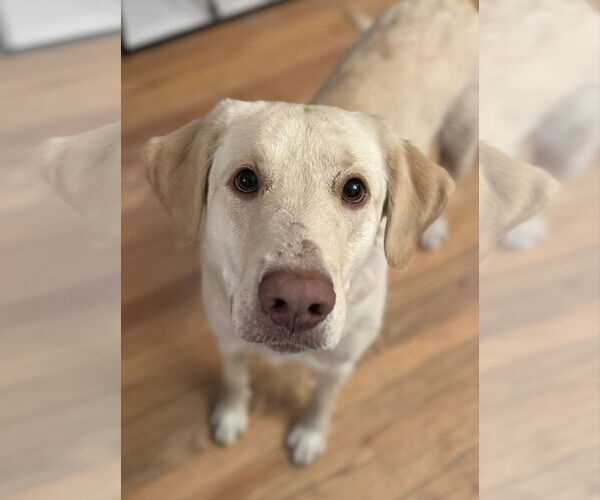 Medium Photo #1 Labrador Retriever Puppy For Sale in Omaha, NE, USA