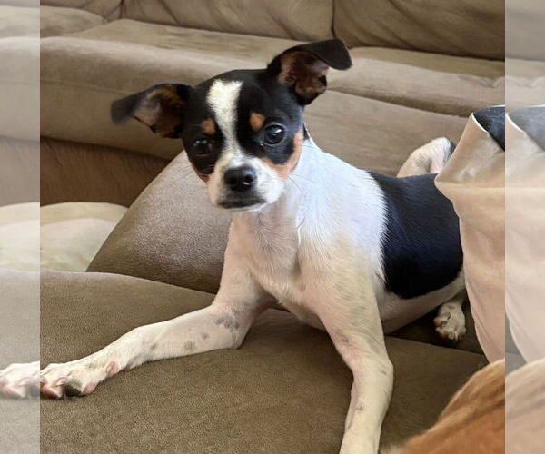 Medium Photo #2 Chihuahua-Unknown Mix Puppy For Sale in Mount Pleasant, SC, USA