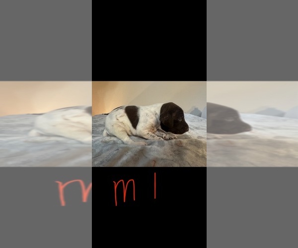 Medium Photo #2 German Shorthaired Pointer Puppy For Sale in FULTON, MO, USA