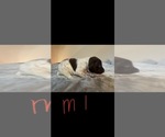 Small Photo #3 German Shorthaired Pointer Puppy For Sale in FULTON, MO, USA