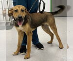 Small #2 Beagle Mix