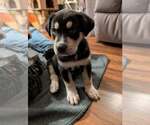 Small #3 Siberian Husky Mix