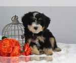 Small Photo #3 Bernedoodle (Miniature) Puppy For Sale in ITASCA, TX, USA