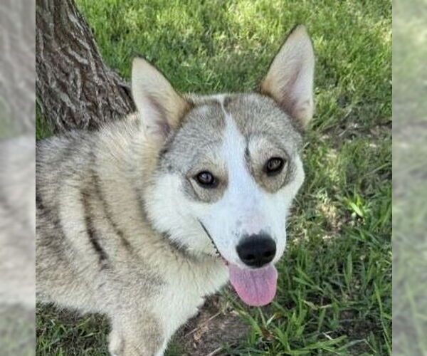 Medium Photo #1 Siberian Husky Puppy For Sale in Omaha, NE, USA