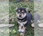 Small Photo #6 Shiba Inu Puppy For Sale in MANITO, IL, USA