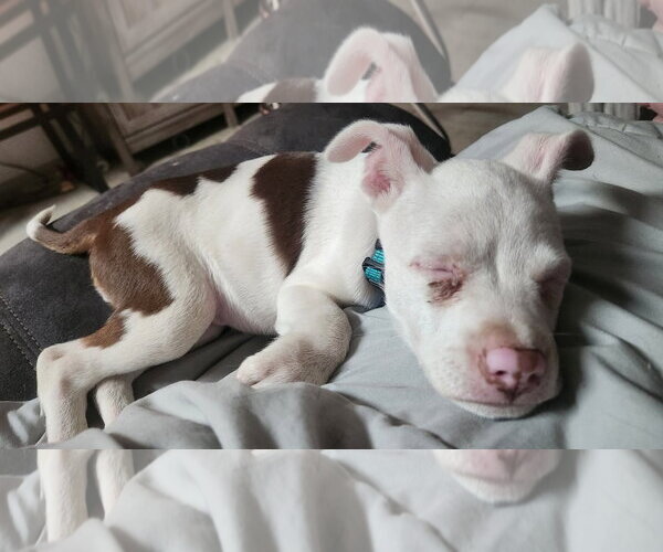 Medium Photo #3 Coonagle Puppy For Sale in Sheboygan, WI, USA