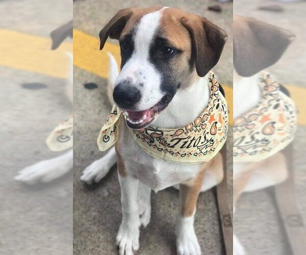 Medium Photo #11 Border Collie-Unknown Mix Puppy For Sale in Spring, TX, USA