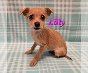 Chihuahua-Unknown Mix Dogs for adoption in Modesto, CA, USA