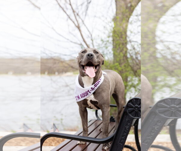 Medium Photo #11 Mutt Puppy For Sale in Crete, IL, USA