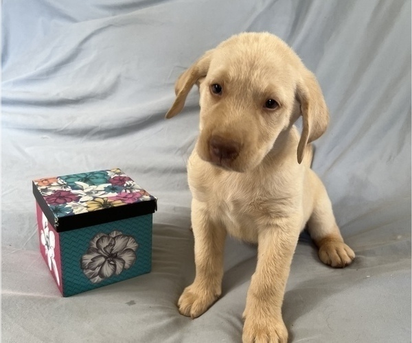 Medium Photo #6 Labrador Retriever Puppy For Sale in WILDWOOD, GA, USA