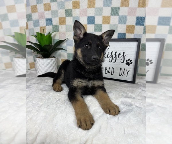 Medium Photo #6 German Shepherd Dog Puppy For Sale in FRANKLIN, IN, USA