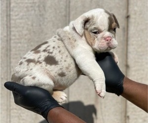 English Bulldog Puppy for sale in LITTLE ROCK, AR, USA