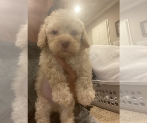Shih-Poo Puppy for sale in TUPELO, MS, USA