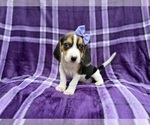 Small #5 Beagle