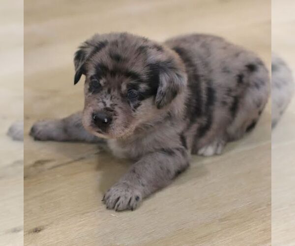 Medium Photo #2 Sheprador Puppy For Sale in ATMORE, AL, USA
