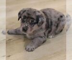 Small #1 Sheprador