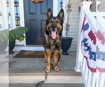 Small German Shepherd Dog