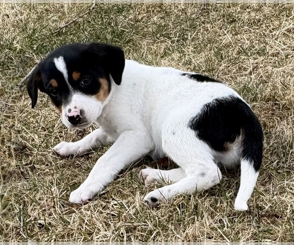 Medium Photo #6 Jack Russell Terrier Puppy For Sale in FAIR HAVEN, MI, USA