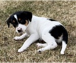Small #5 Jack Russell Terrier