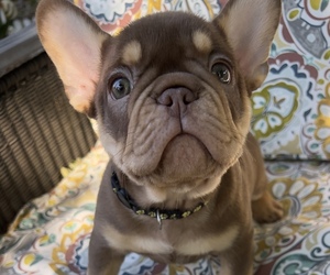 Medium French Bulldog