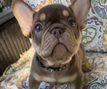 Puppy Quik French Bulldog