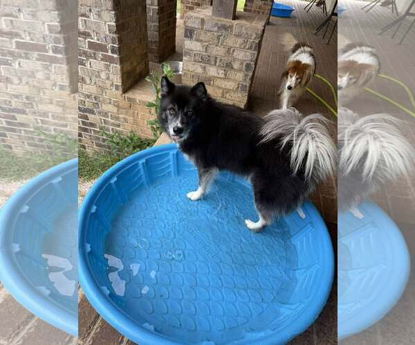 Medium Photo #2 Australian Shepherd-Huskies  Mix Puppy For Sale in Woodbury, NY, USA