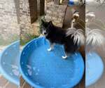 Small #1 Australian Shepherd-Huskies  Mix