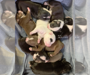 American Bully Puppy for sale in FREDERICKSBURG, TX, USA