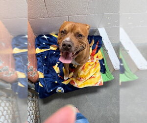 Mutt Dogs for adoption in Sacramento, CA, USA