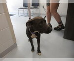 Small American Staffordshire Terrier