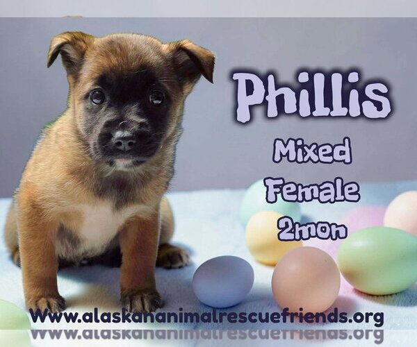 Medium Photo #1 Labrador Retriever-Unknown Mix Puppy For Sale in Anchorage, AK, USA