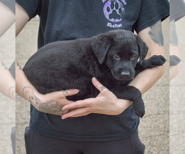 Medium Photo #2 Mutt Puppy For Sale in Huntley, IL, USA