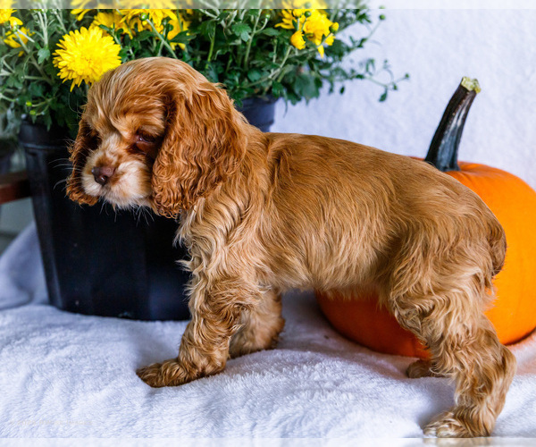 Medium Photo #8 Cocker Spaniel Puppy For Sale in WAKARUSA, IN, USA