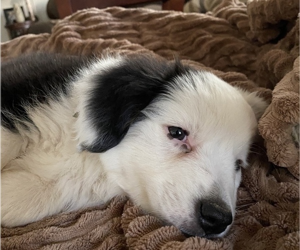 Medium Photo #19 Miniature American Shepherd Puppy For Sale in PLACERVILLE, CA, USA