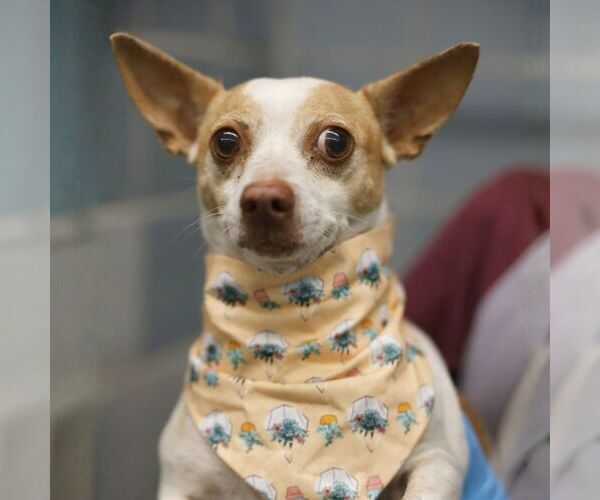 Medium Photo #1 Chihuahua Puppy For Sale in San Antonio, TX, USA