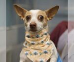 LUPE - Female Chihuahua Dog for Adoption - Small photo